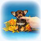 Chihuahua Welpen - Darling