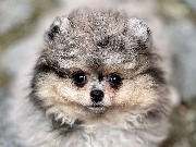 Pomeranian Welpen