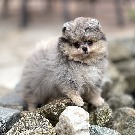 Pomeranian Welpen