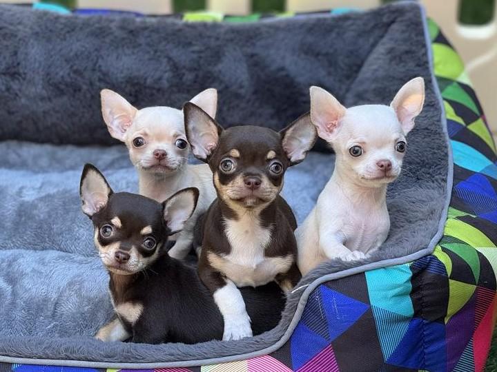 Chihuahua Welpen - Wurf B-2025