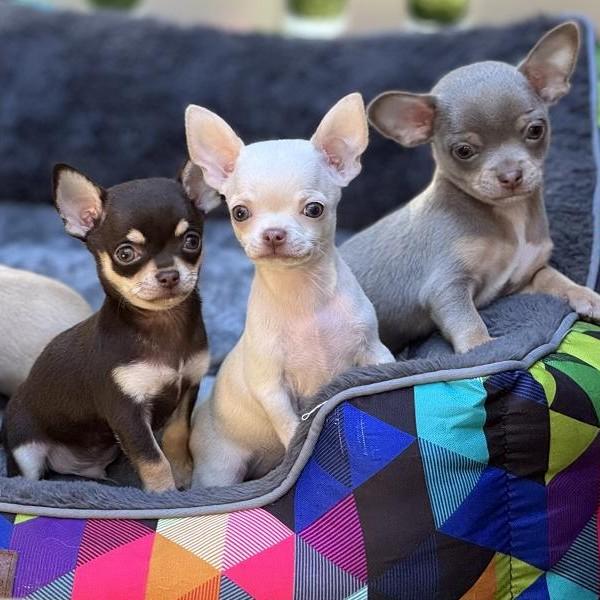 Chihuahua Welpen - Wurf B-2025
