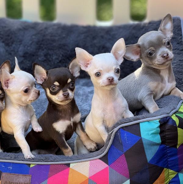 Chihuahua Welpen - Wurf B-2025