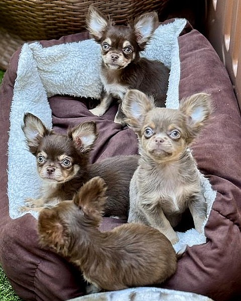 Chihuahua Welpen - Wurf M-2025