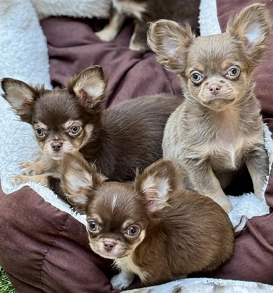 Chihuahua Welpen - Wurf M-2025