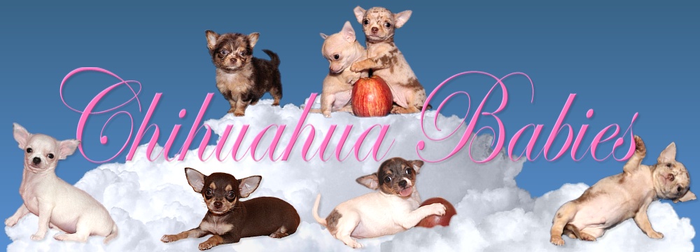 Chihuahua Babies