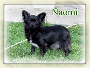 Chihuahua Zuchthndinnen - Naomi