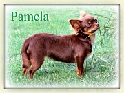 Chihuahua Zuchthndinnen - Pamela