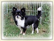 Chihuahua Zuchthndinnen - Rachel