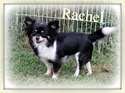 Chihuahua Zuchthündinnen - Rachel