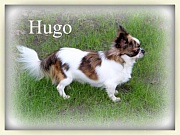 Chihuahua Zuchtrüden - Hugo