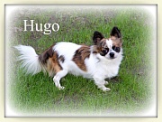 Chihuahua Zuchtrden - Hugo