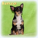 Chihuahua Zuchtrden - Kenzo