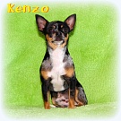 Chihuahua Zuchtrden - Kenzo