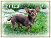 Chihuahua Zuchtrden - PUMA