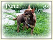 Chihuahua Zuchtrden - PUMA