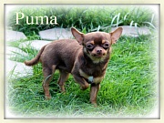 Chihuahua Zuchtrüden - PUMA