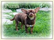 Chihuahua Zuchtrüden - PUMA