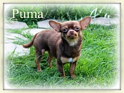 Chihuahua Zuchtrden - PUMA