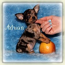 Chihuahua Welpen - Adrian