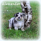 Chihuahua Welpen - Alexander