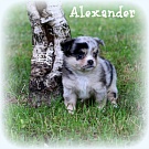 Chihuahua Welpen - Alexander