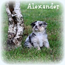 Chihuahua Welpen - Alexander
