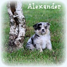 Chihuahua Welpen - Alexander