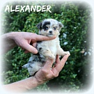 Chihuahua Welpen - Alexander