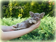 Chihuahua Welpen - Armani