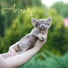 Chihuahua Welpen - Armani