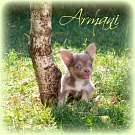 Chihuahua Welpen - Armani