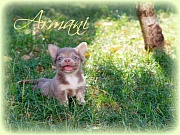Chihuahua Welpen - Armani