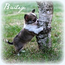 Chihuahua Welpen - Bailey