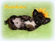 Chihuahua Welpen - Bambino