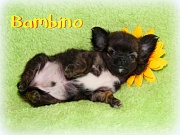 Chihuahua Welpen - Bambino