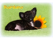 Chihuahua Welpen - Bambino