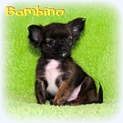 Chihuahua Welpen - Bambino