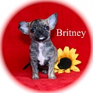 Chihuahua Welpen - Britney