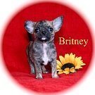 Chihuahua Welpen - Britney