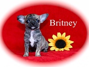 Chihuahua Welpen - Britney