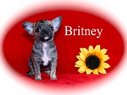 Chihuahua Welpen - Britney