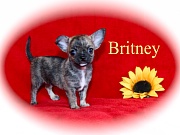 Chihuahua Welpen - Britney