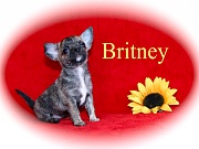 Chihuahua Welpen - Britney