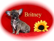 Chihuahua Welpen - Britney