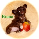 Chihuahua Welpen - Bruno