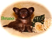 Chihuahua Welpen - Bruno