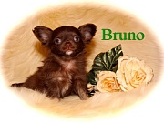 Chihuahua Welpen - Bruno