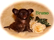 Chihuahua Welpen - Bruno