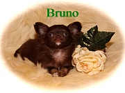 Chihuahua Welpen - Bruno