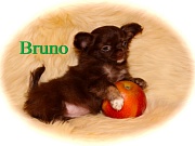 Chihuahua Welpen - Bruno